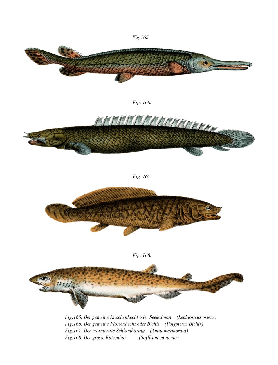American Fresh-water Garpike (väri litho) tekijältä German School