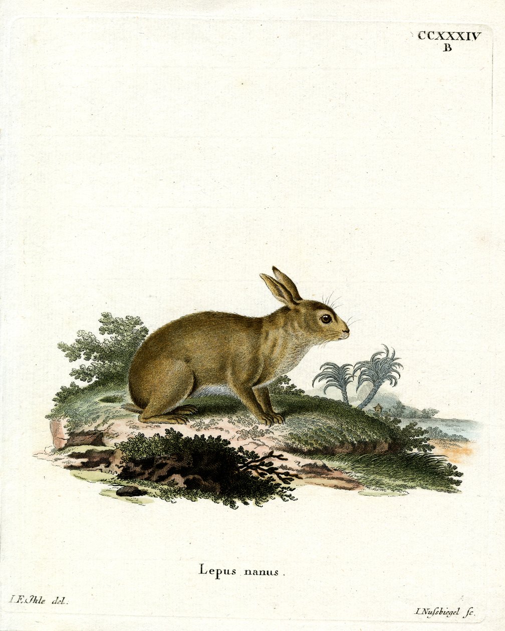 American Grey Rabbit (värillinen kaiverrus) tekijältä German School