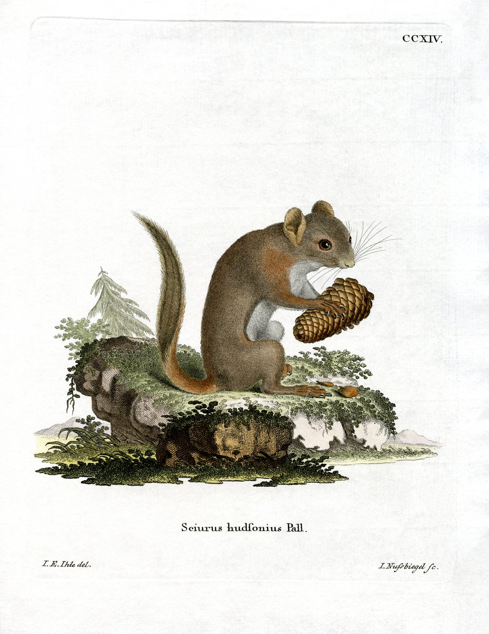 American Red Squirrel (värillinen kaiverrus) tekijältä German School