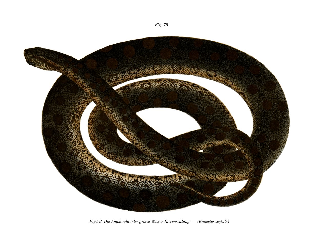 Anaconda (väri litho) tekijältä German School