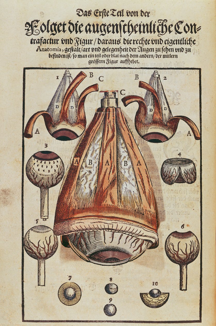 Silmän anatomia, Georg Bartischin (1535-1636) Ophthalmodouleiasta, joka julkaistiin Dresdenissä vuonna 1583 (värillinen puupainatus) (katso myös 236712) tekijältä German School