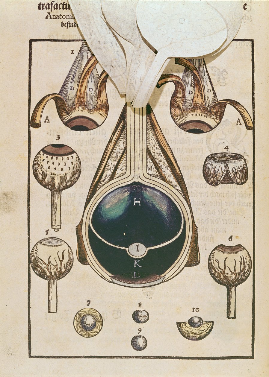 Silmän anatomia, Georg Bartischin (1535-1636) Ophthalmodouleiasta, joka julkaistiin Dresdenissä vuonna 1583 (väripuupainatus) (katso myös 236711) tekijältä German School
