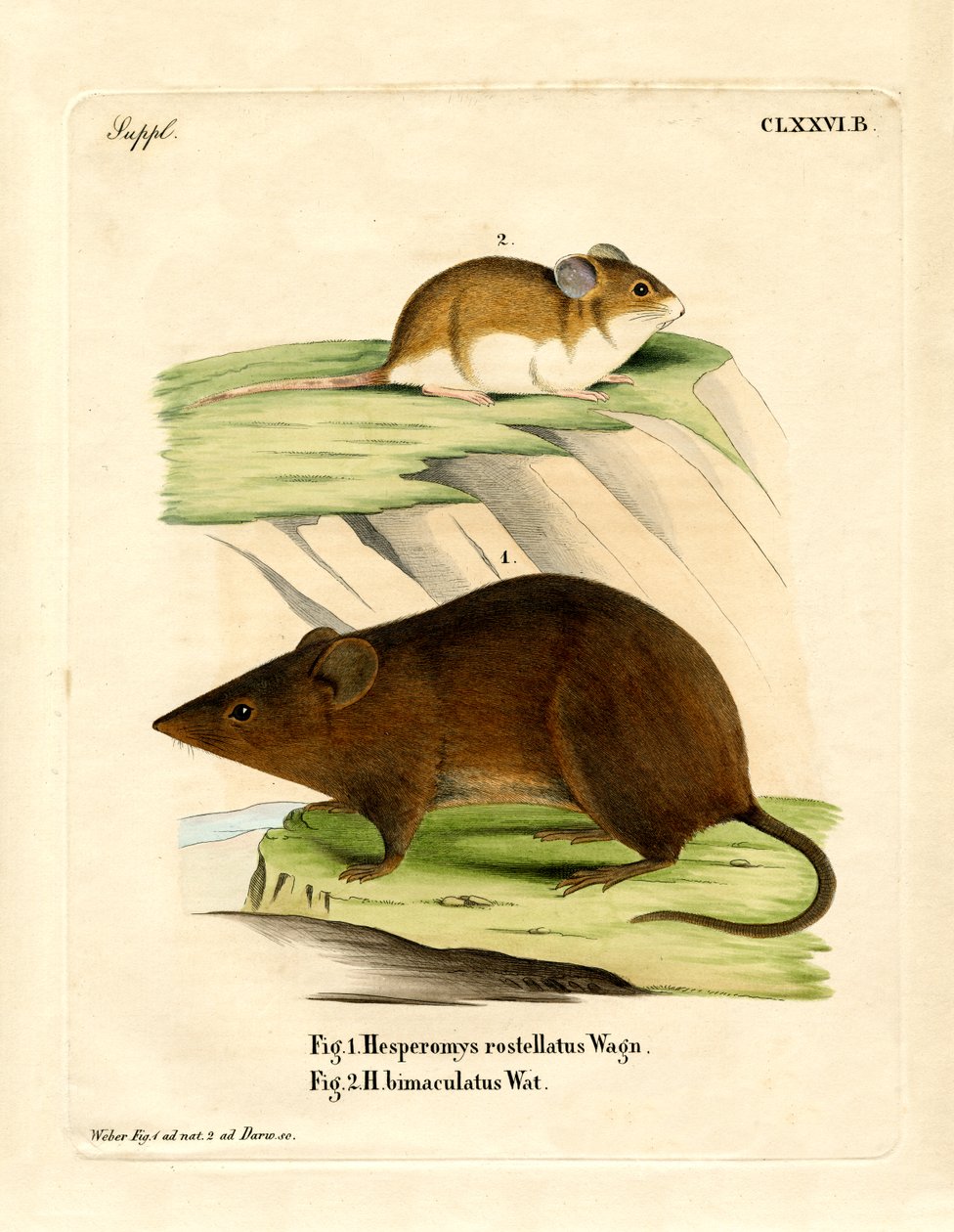 Andien Versper Mouse (värillinen kaiverrus) tekijältä German School