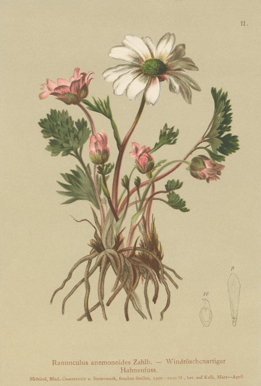 Anemone-kaltainen varisjalka (Ranunculus anemonoides, Callianthemum anemonoides) tekijältä German School