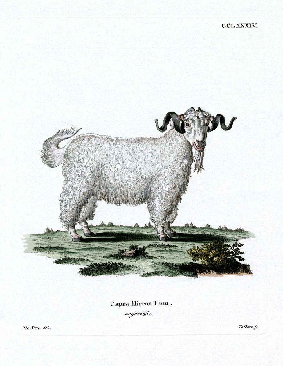 Angora Goat (värillinen kaiverrus) tekijältä German School