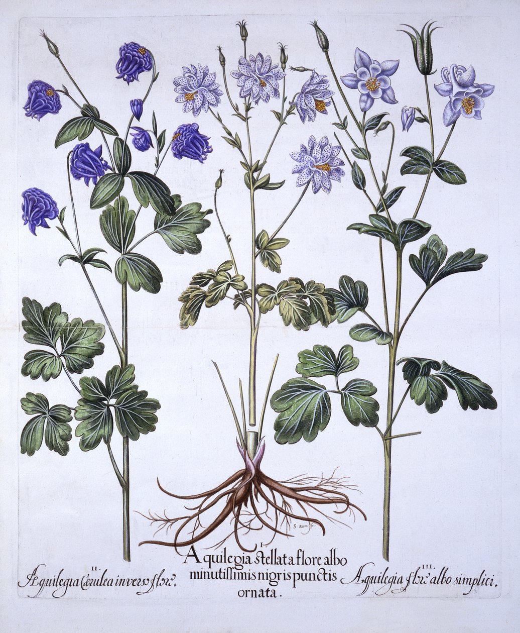 Aquilegia, Hortus Eystettensis, kirjoittanut Basil Besler (1561-1629), pub. 1613 (käsinvärinen kaiverrus) tekijältä German School