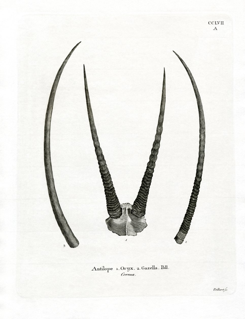 Arabian Oryx Horns (värillinen kaiverrus) tekijältä German School