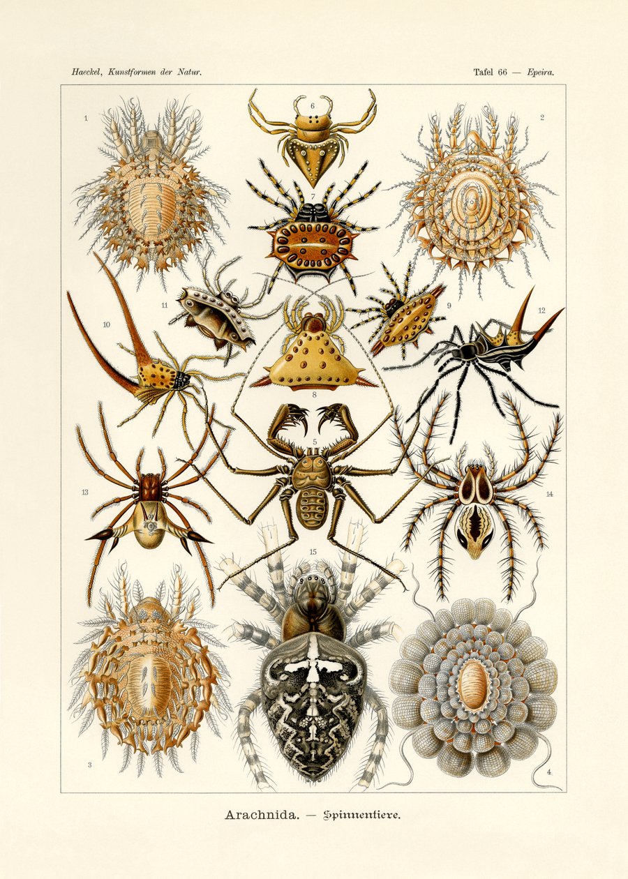 Arachnida, 1899-1904 tekijältä German School