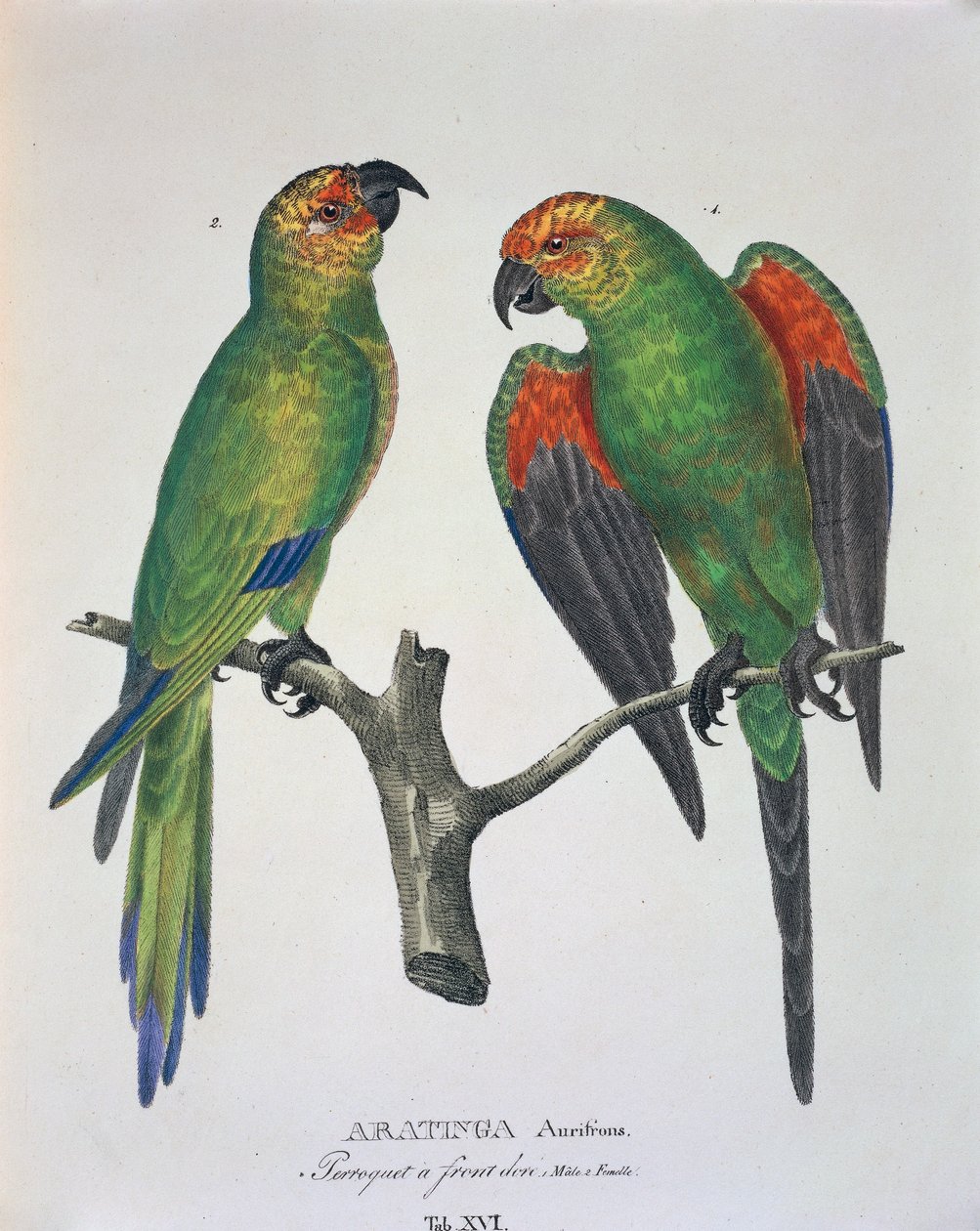 Aratinga Aurifrons (uros ja naaras), taulukko XVI Johann Baptist von Spixin ja Carl Friedrich von Martiuksen julkaisusta "Avium Species New in Brazil" tekijältä German School