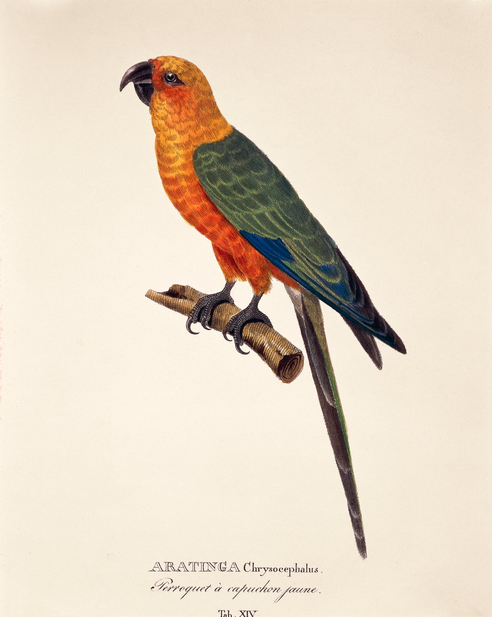 Aratinga Chrysocephalus, taulukko XIV Johann Baptist Von Spixin ja Carl Friedrich Von Martiuksen julkaisusta "Brasilialle uusia lintulajeja" tekijältä German School