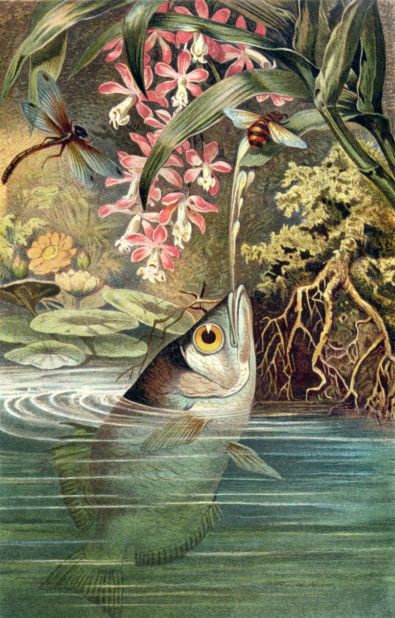 Archerfish, levy Brehm