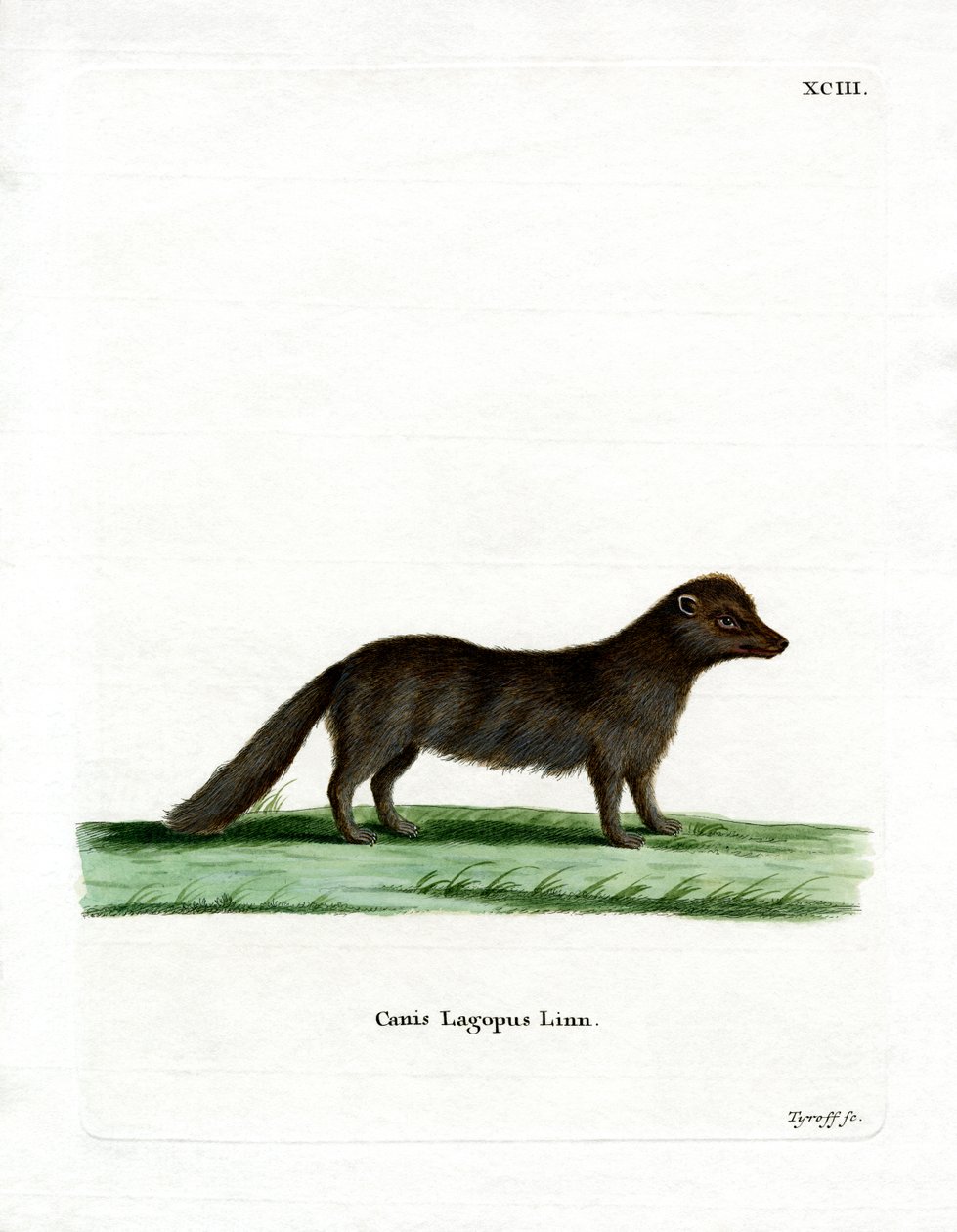 Arctic Fox (värillinen kaiverrus) tekijältä German School