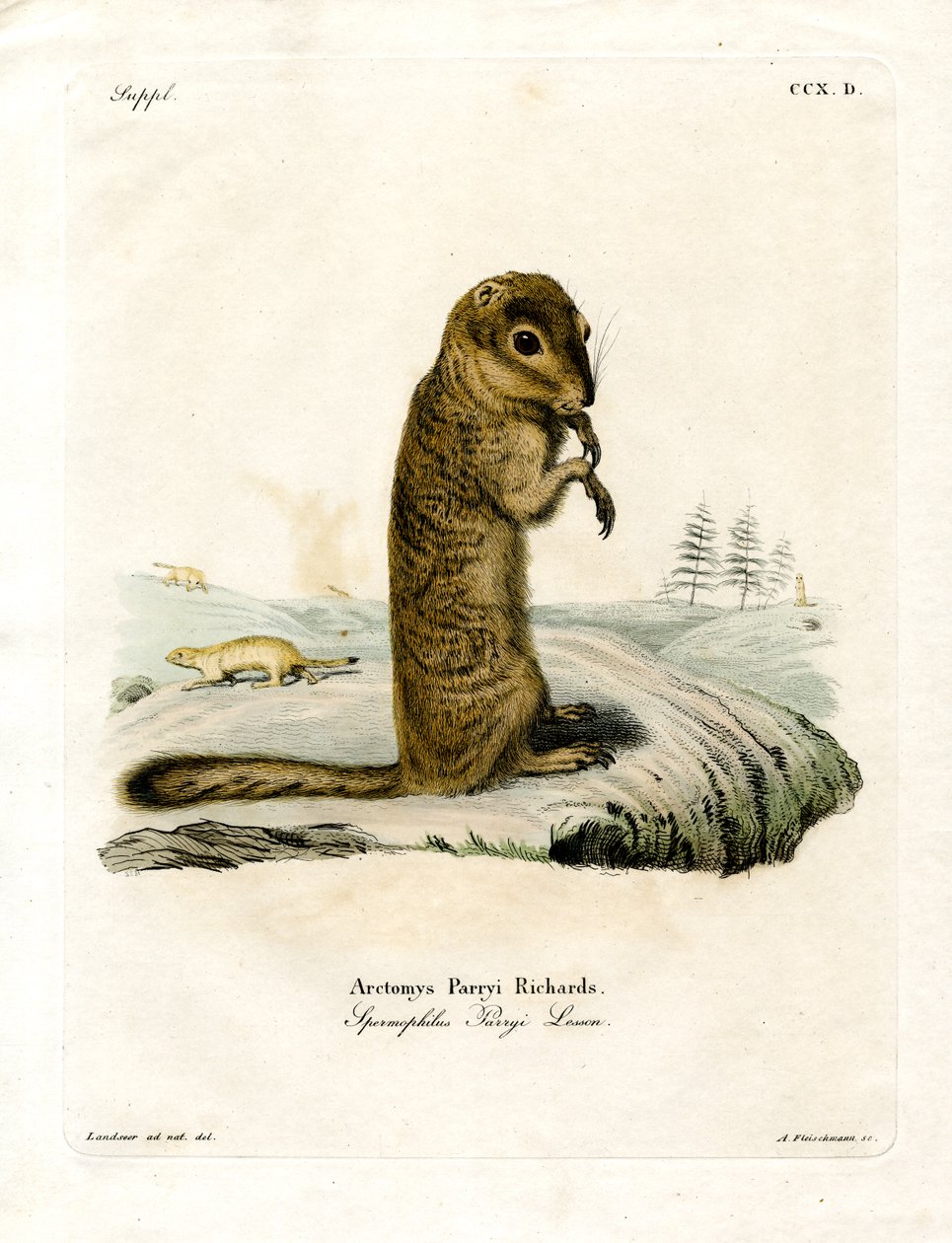 Arctic Ground Squirrel (värillinen kaiverrus) tekijältä German School