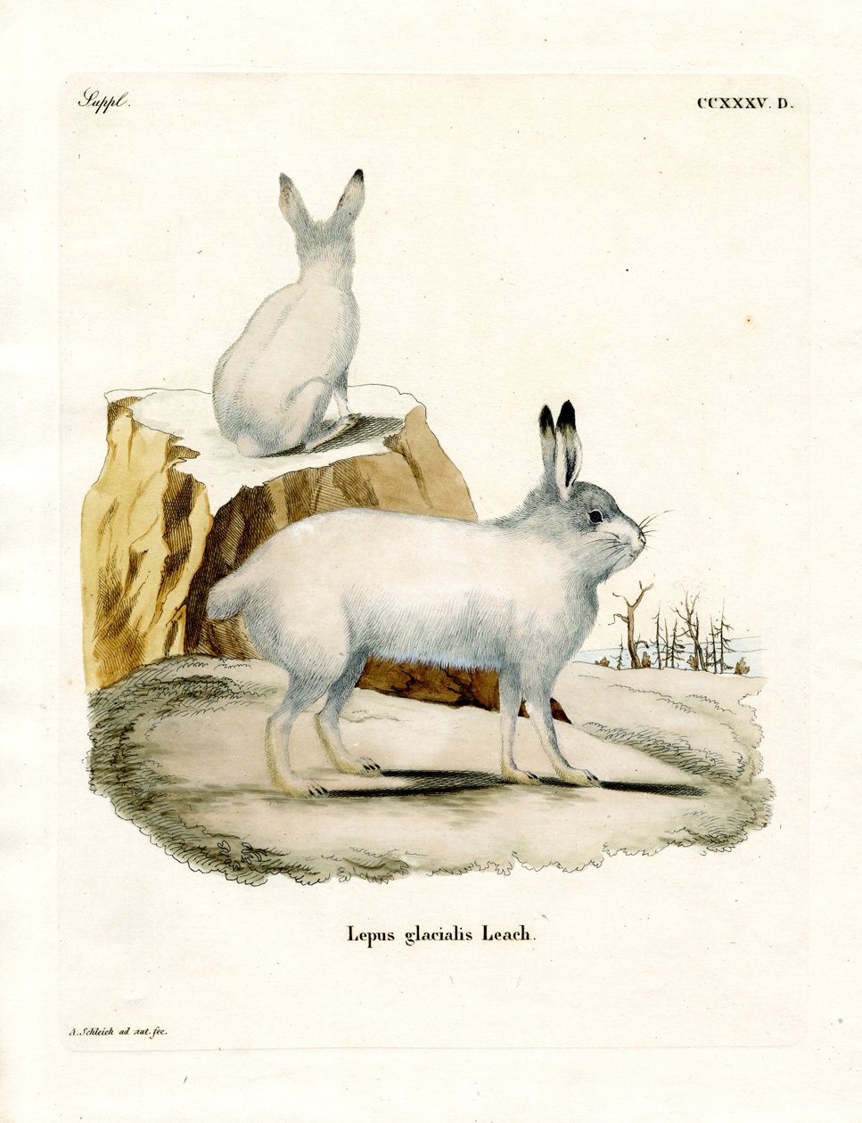 Arctic Hare (värillinen kaiverrus) tekijältä German School