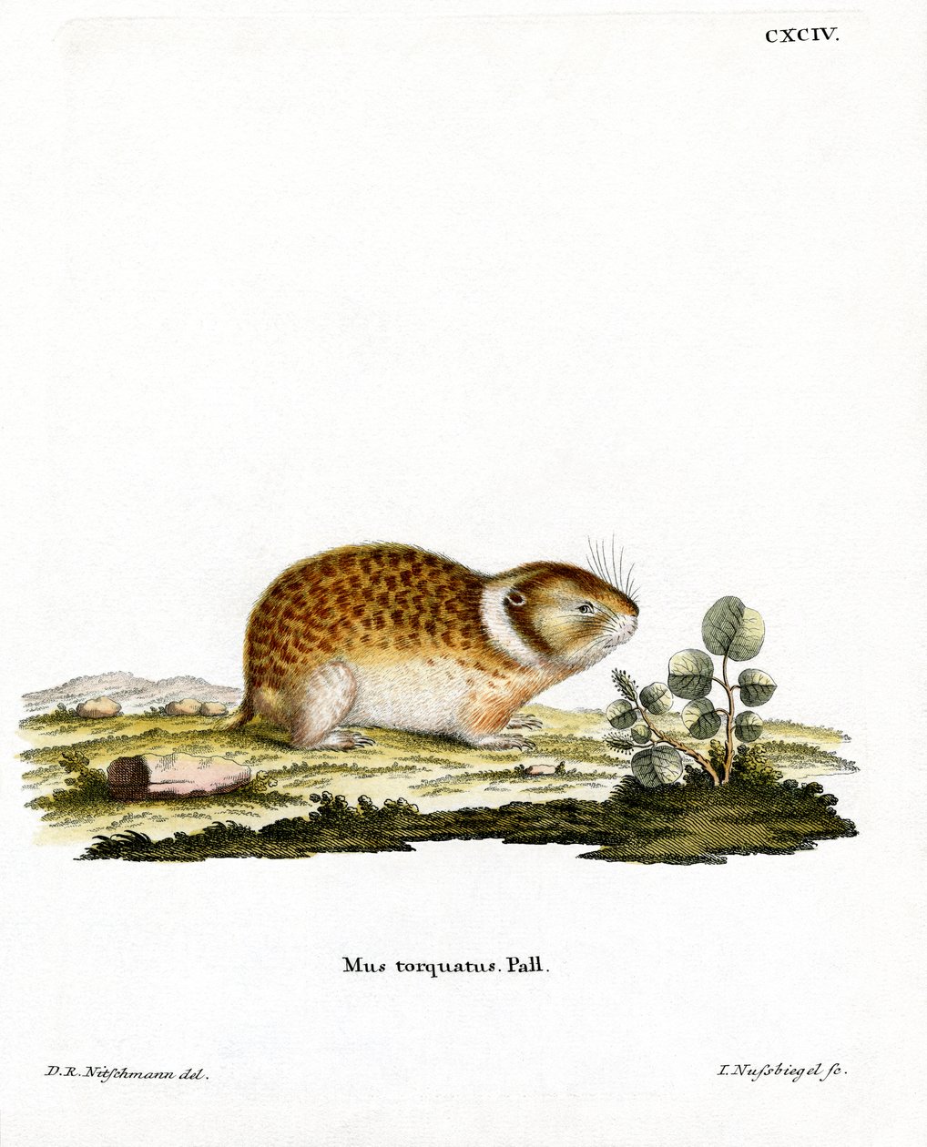 Arctic Lemming (värillinen kaiverrus) tekijältä German School