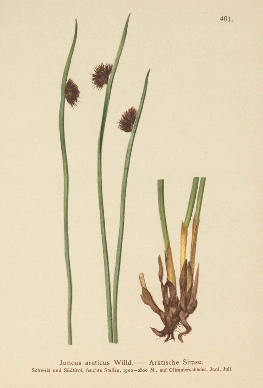Arctic Rush (Juncus arcticus) tekijältä German School