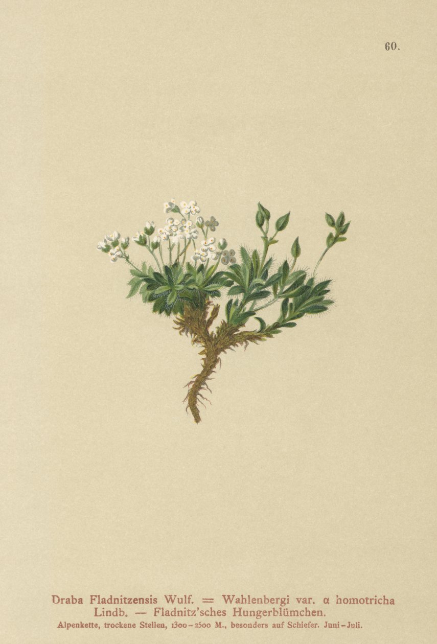 Arktinen draba (Draba Fladnitzensis, Draba altaica, Draba Wahlenbergi) tekijältä German School