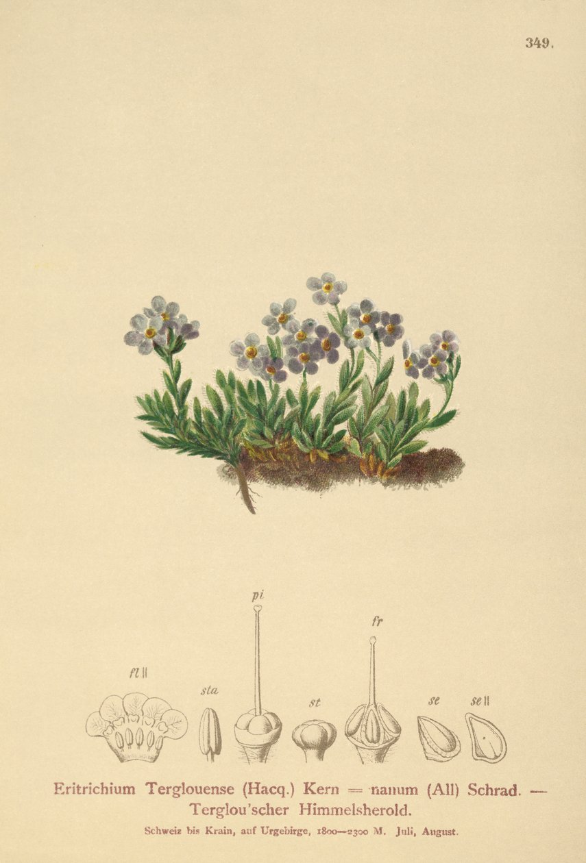 Arktinen unohtumaton (Eritrichium nanum, Eritrichium Terglouense) tekijältä German School
