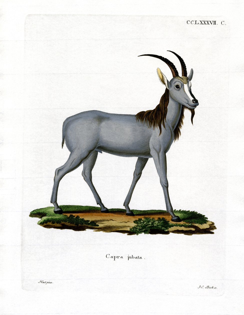 Argali (värillinen kaiverrus) tekijältä German School