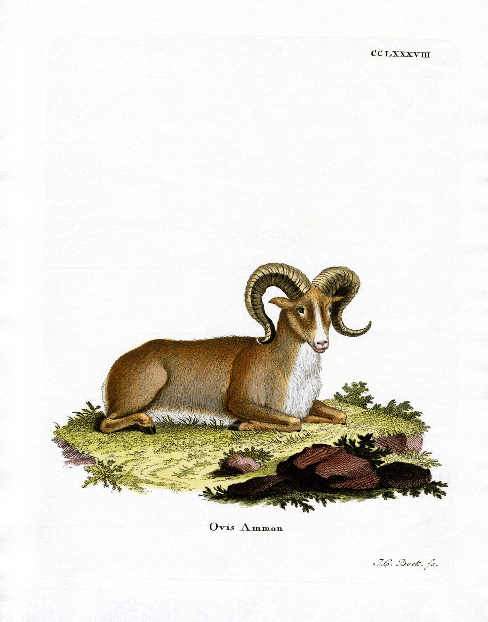 Argali (värillinen kaiverrus) tekijältä German School