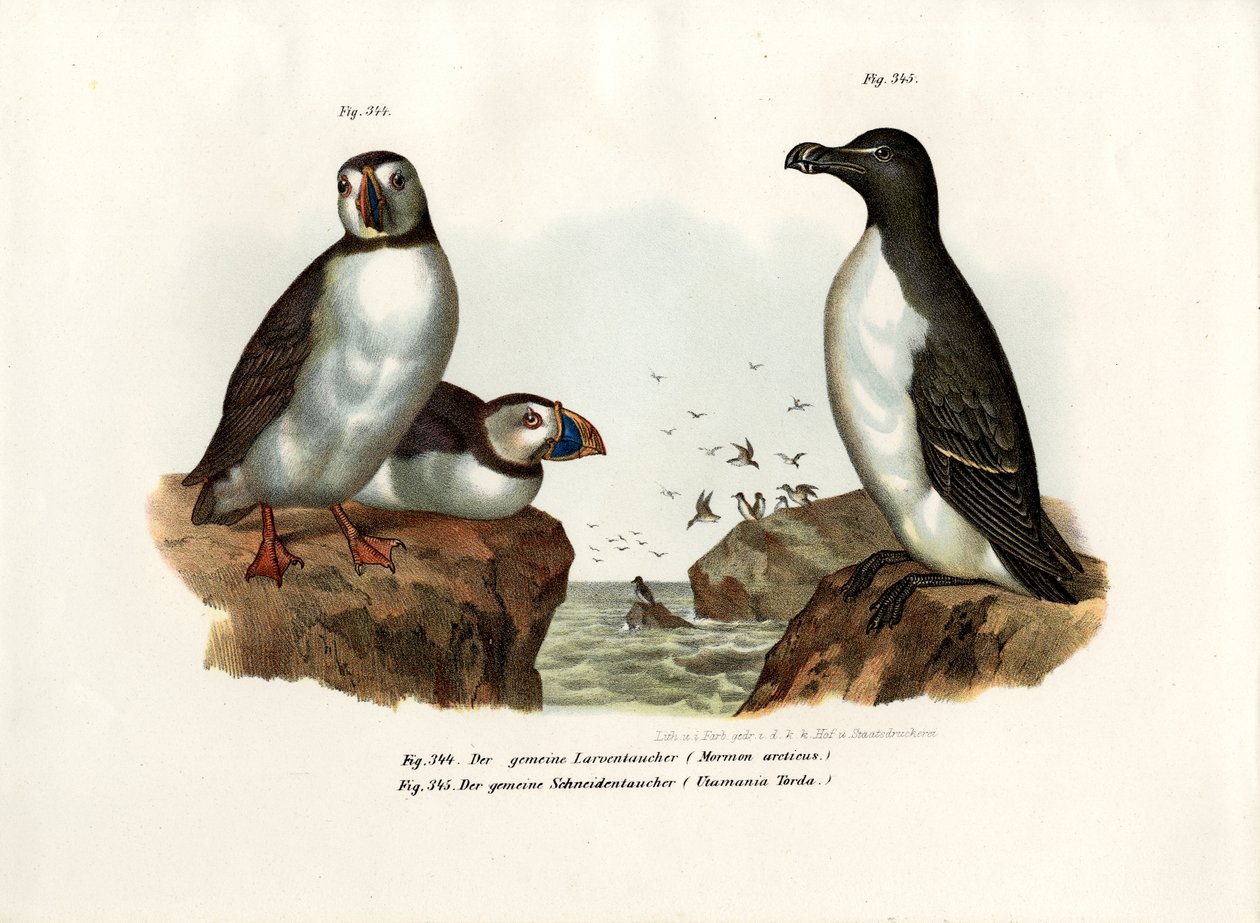 Arctic Puffin, 1864 tekijältä German School