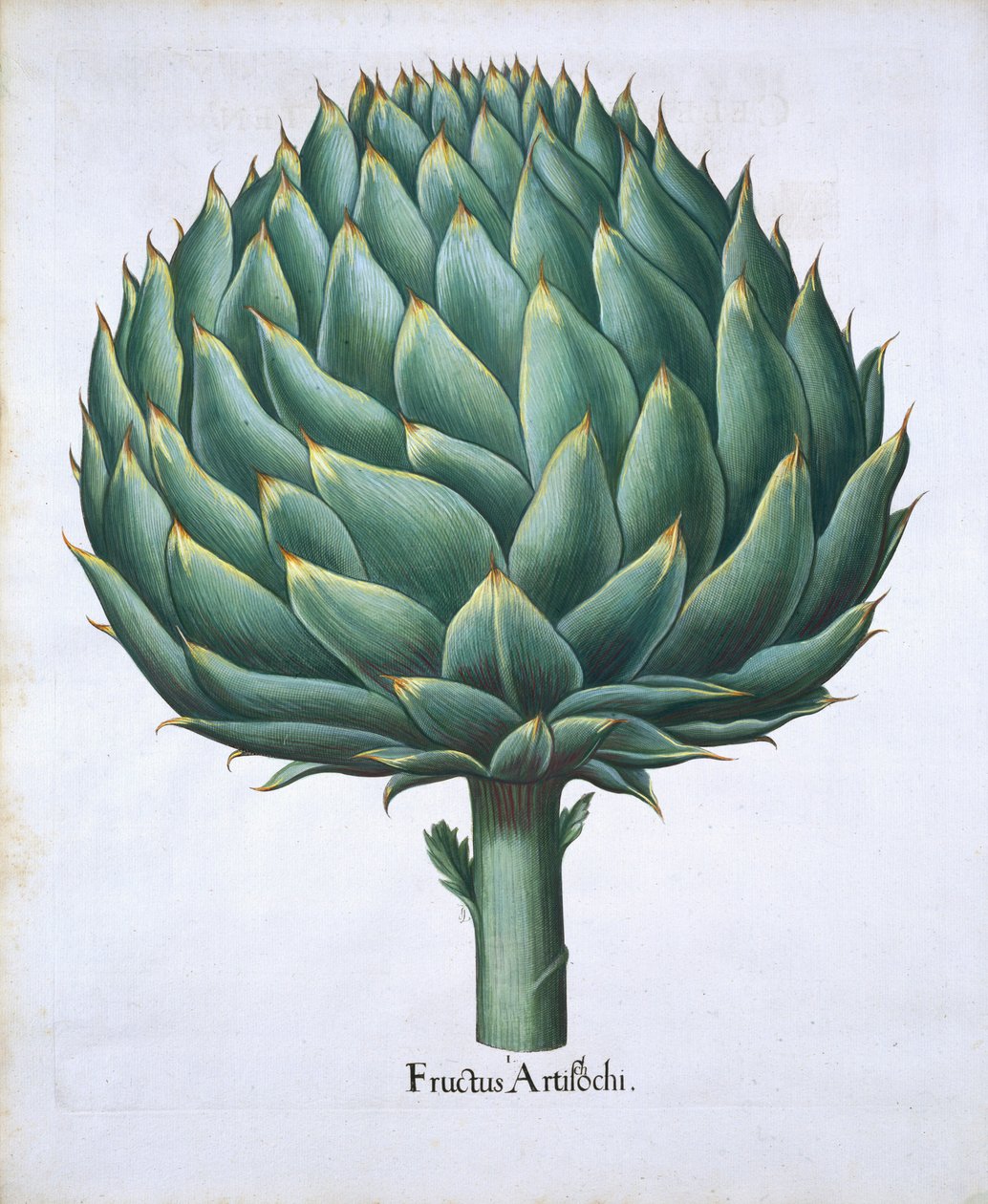 Basil Besler (1561-1629) pubin artisokka Hortus Eystettensisistä. 1613 (käsinvärinen kaiverrus) tekijältä German School