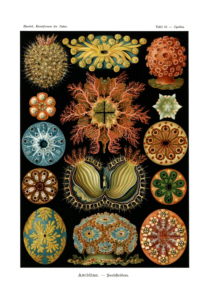 Ascidiae, 1899-1904 tekijältä German School