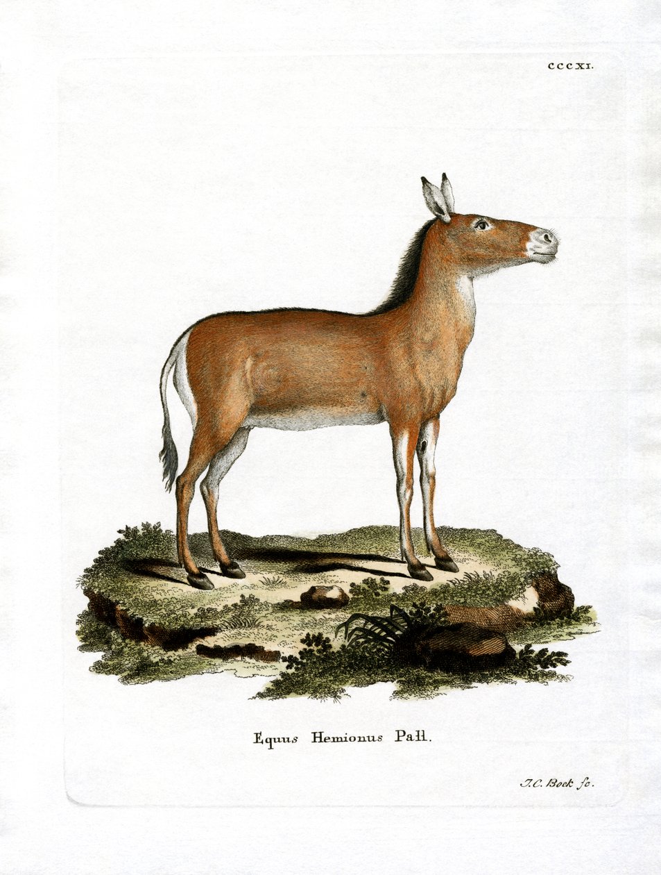 Asian Wild Ass (värillinen kaiverrus) tekijältä German School