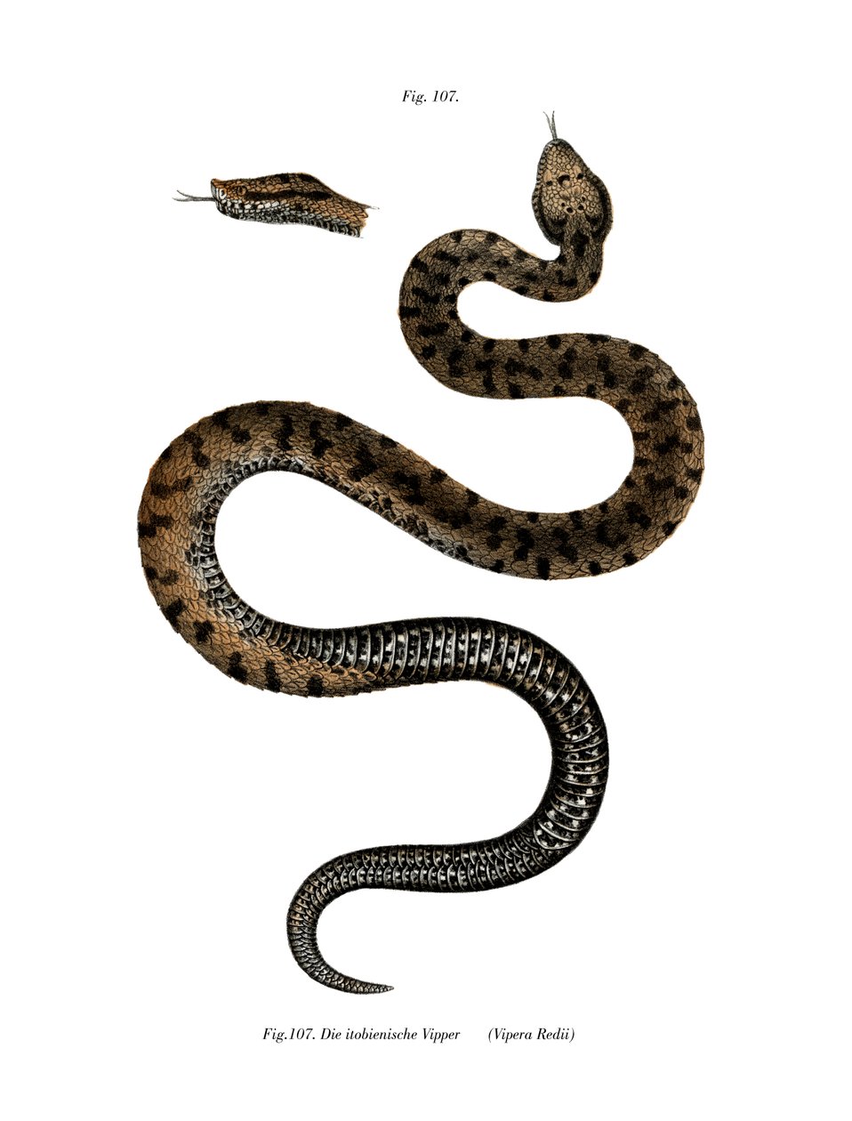 Asp Viper (väri litho) tekijältä German School