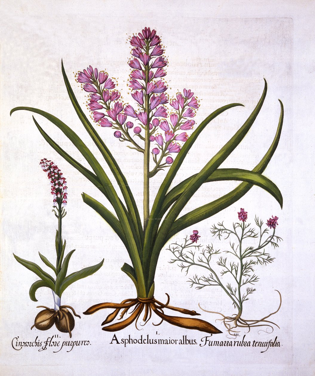 Asphodel, Burnt Orchid ja Fumaria Spicata, Hortus Eystettensis, kirjoittanut Basil Besler (1561-1629), pub. 1613 (käsinvärinen kaiverrus) tekijältä German School