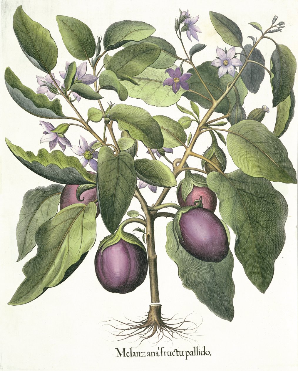 Munakoiso: Melanzana vaalea hedelmä, Basil Beslerin (1561-1629) Hortus Eystettensis -pubista. 1613 tekijältä German School