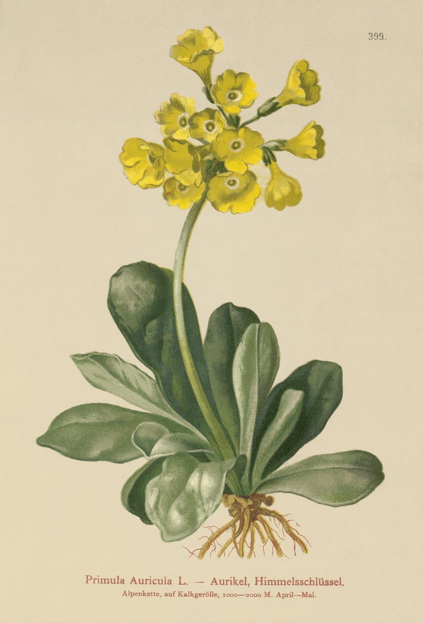 Korva (Primula Auricula) tekijältä German School