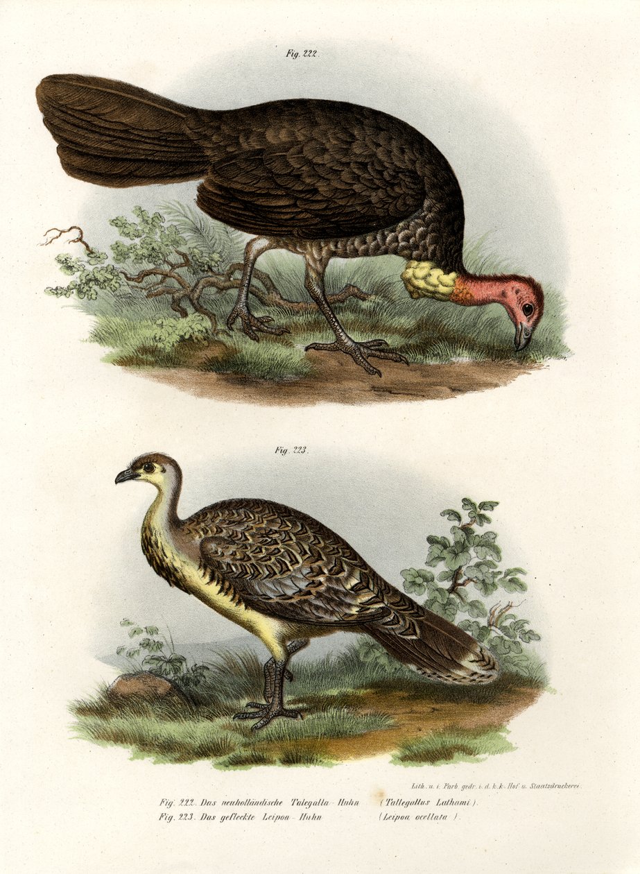 Australian Brush-Turkey, 1864 tekijältä German School