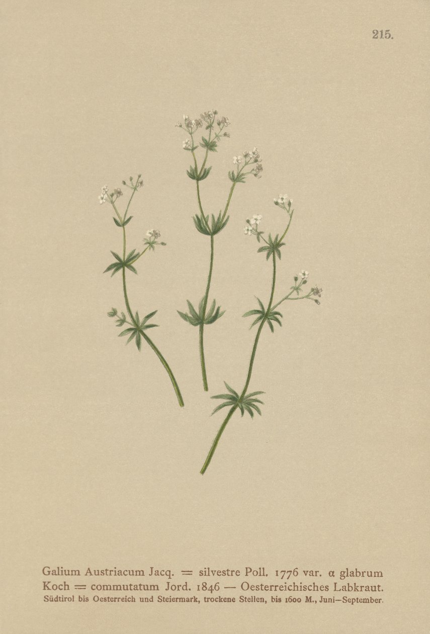 Itävallan Bedstraw ( Galium Austriacum , Galium wild ( var. glabrum ) Galium tekijältä German School