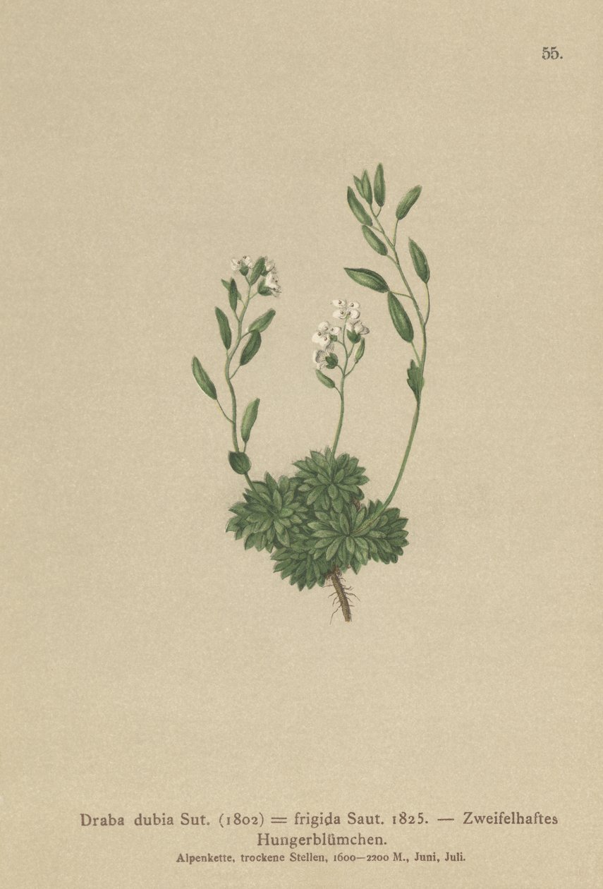 Itävallan Whitlow Grass (Draba dubia, Draba frigida) tekijältä German School