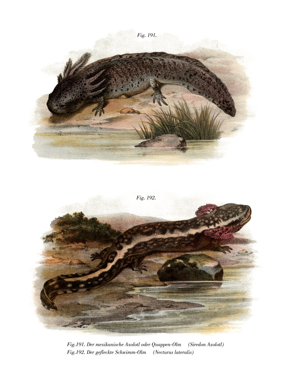 Axolotl (värilliset osat) tekijältä German School