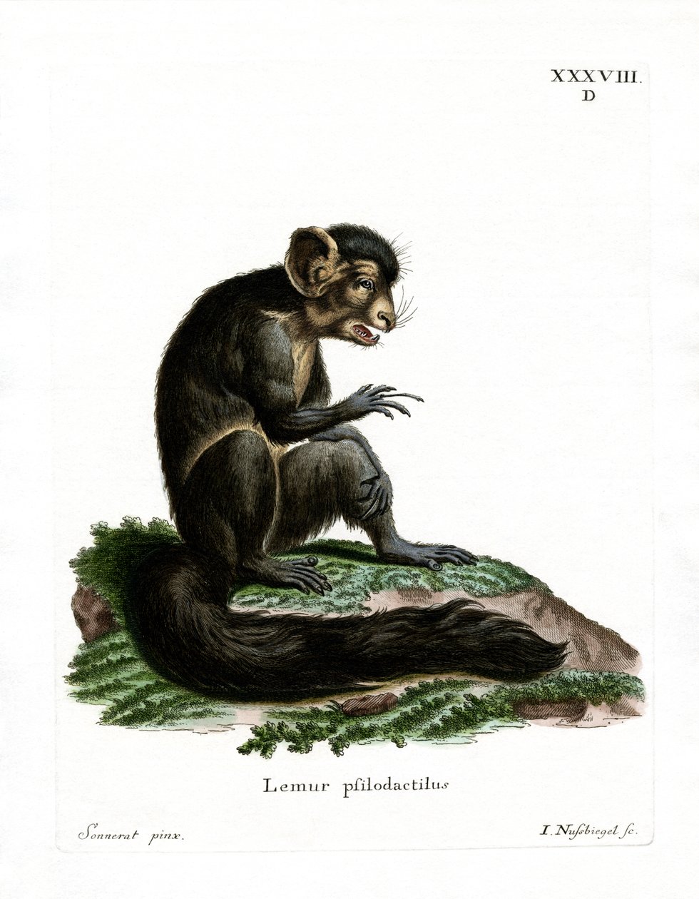 Aye-Aye (värillinen kaiverrus) tekijältä German School