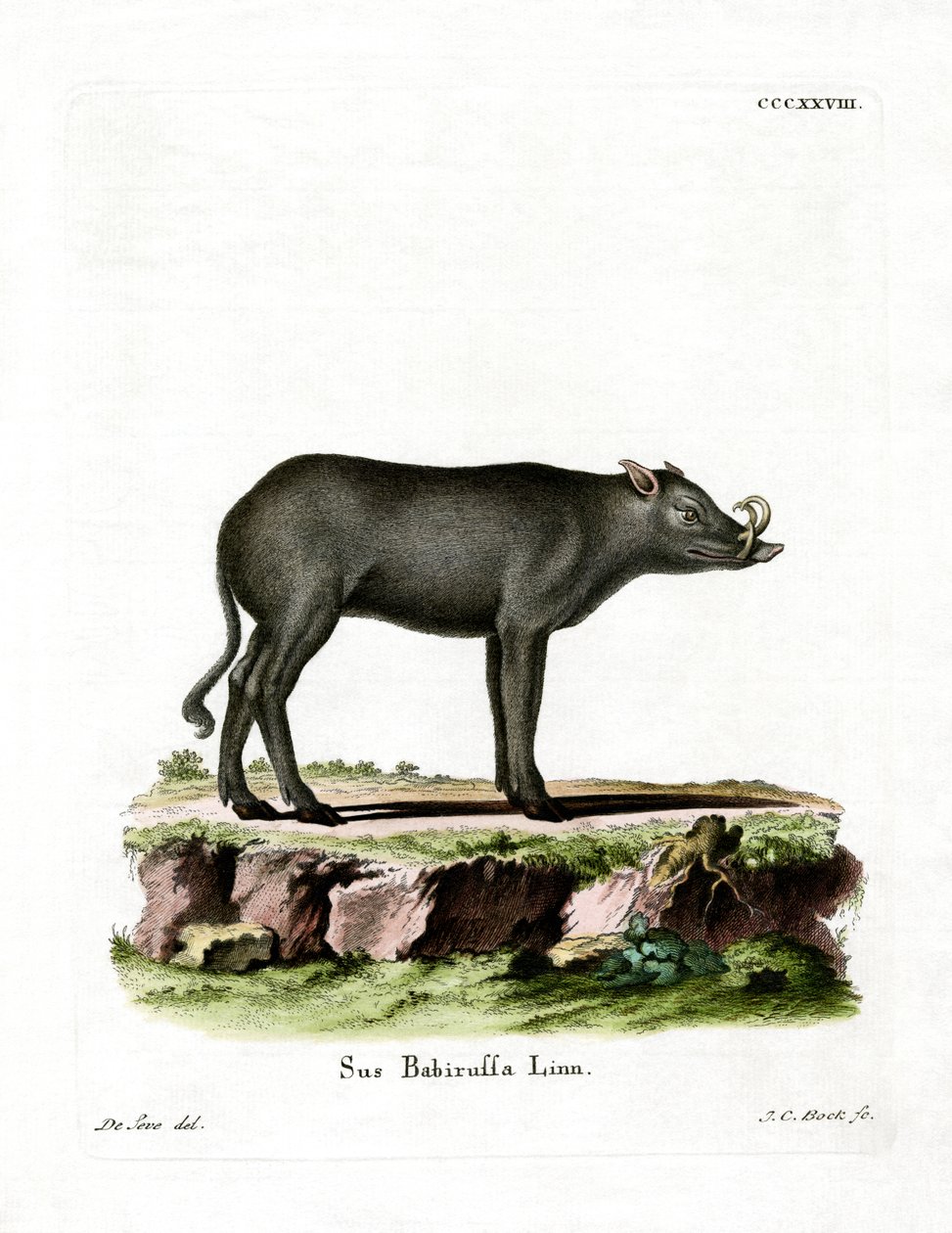 Babirusa (värillinen kaiverrus) tekijältä German School