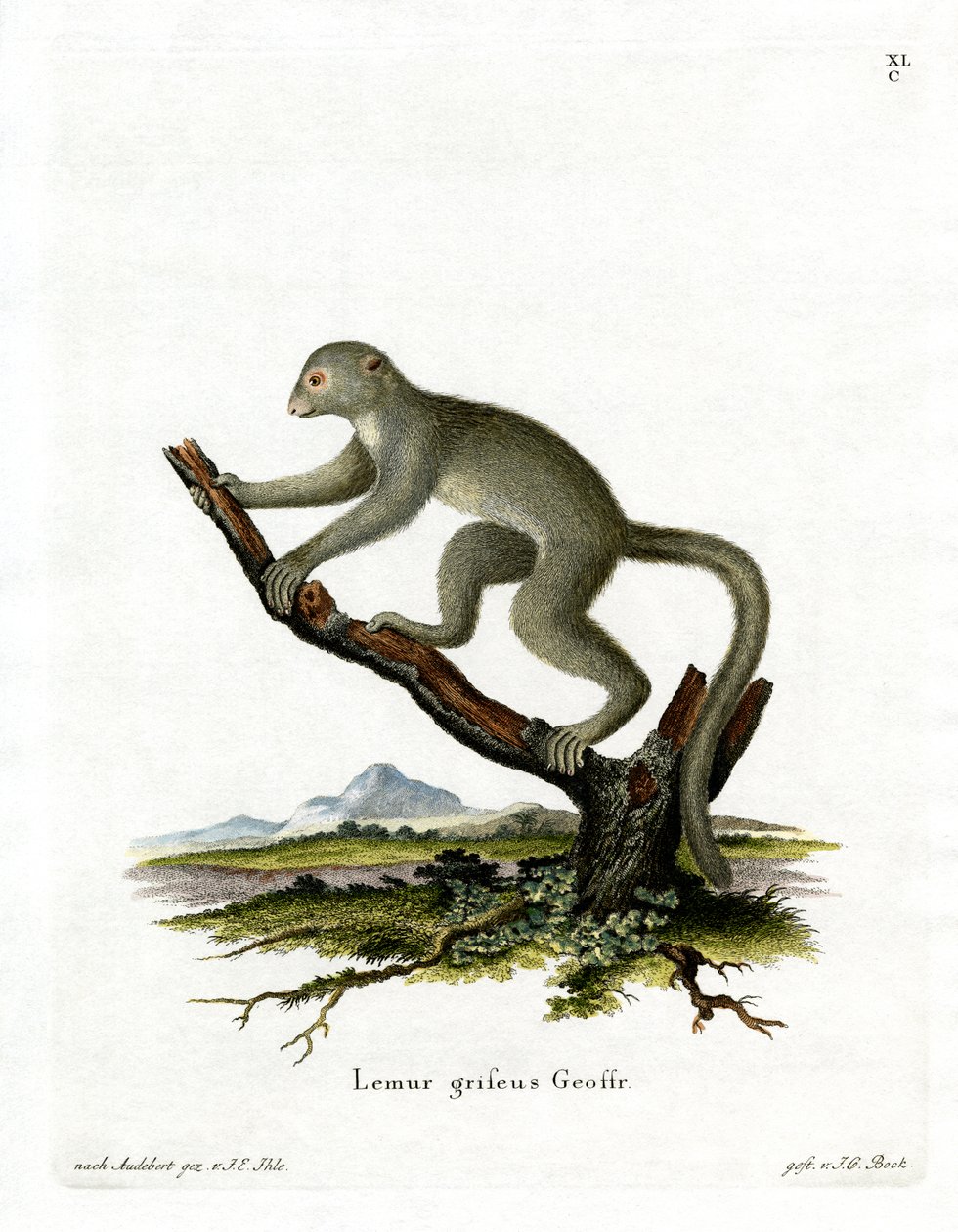 Bamboo Lemur (värillinen kaiverrus) tekijältä German School