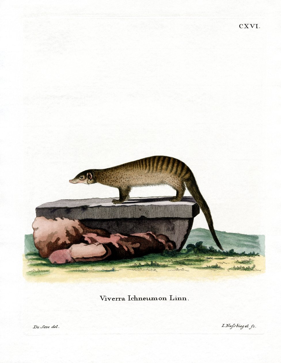 Banded Mongoose (värillinen kaiverrus) tekijältä German School