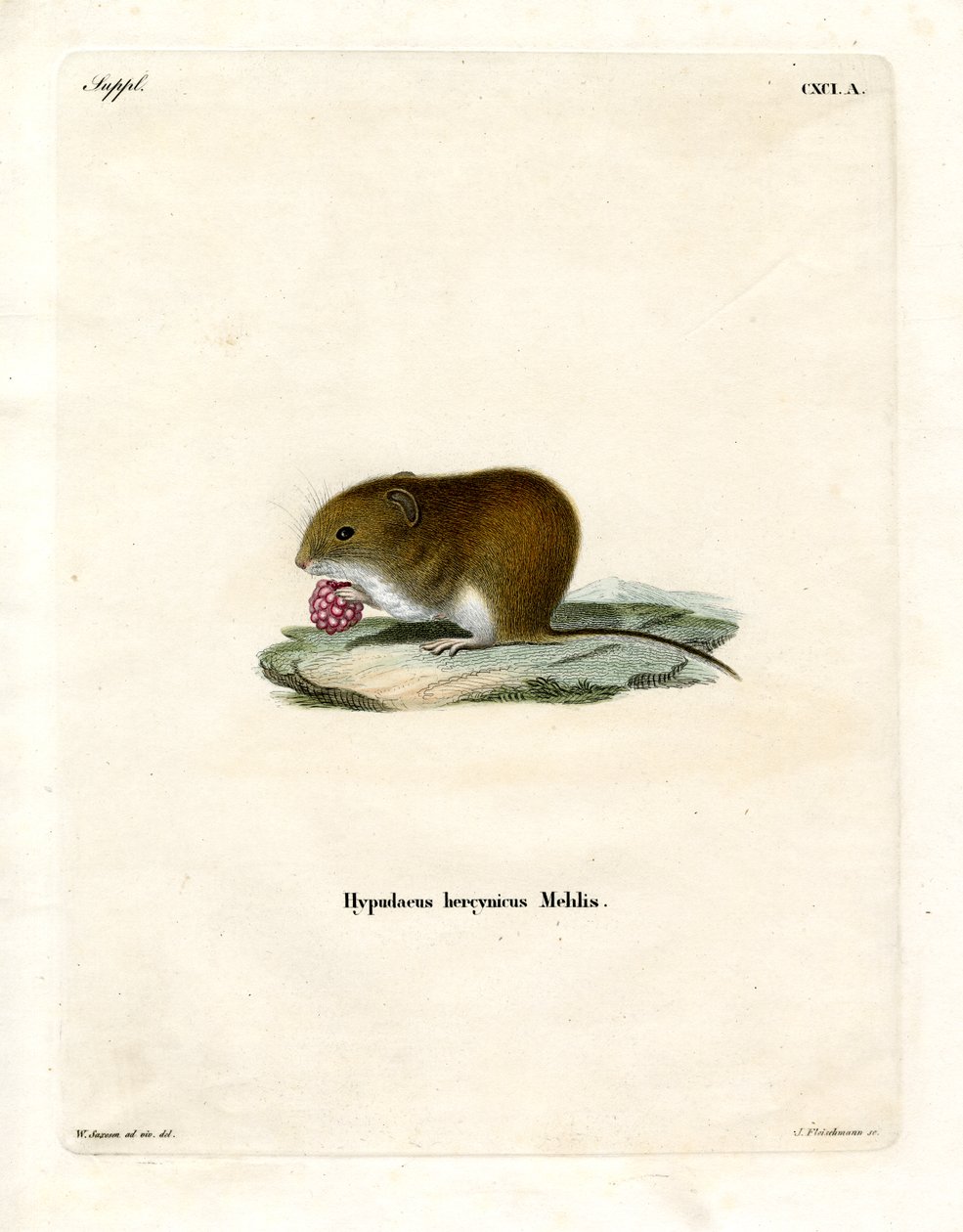 Bank Vole (värillinen kaiverrus) tekijältä German School