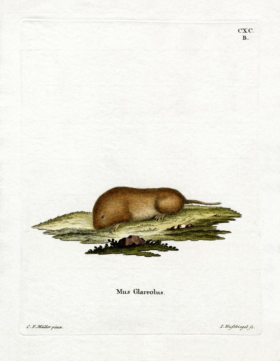 Bank Vole (värillinen kaiverrus) tekijältä German School