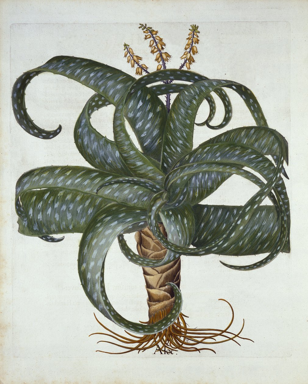 Barbados Aloe, Hortus Eystettensis, Basil Besler (1561-1629) pub. 1613 tekijältä German School