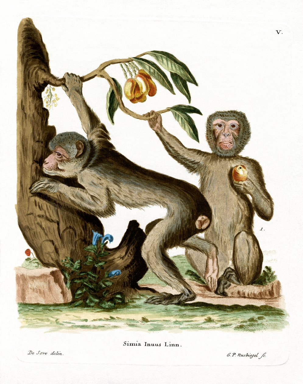Barbary Ape (värillinen kaiverrus) tekijältä German School