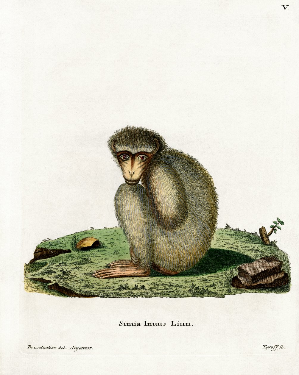 Barbary Ape (värillinen kaiverrus) tekijältä German School
