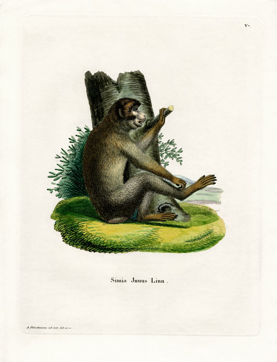 Barbary Ape (värillinen kaiverrus) tekijältä German School