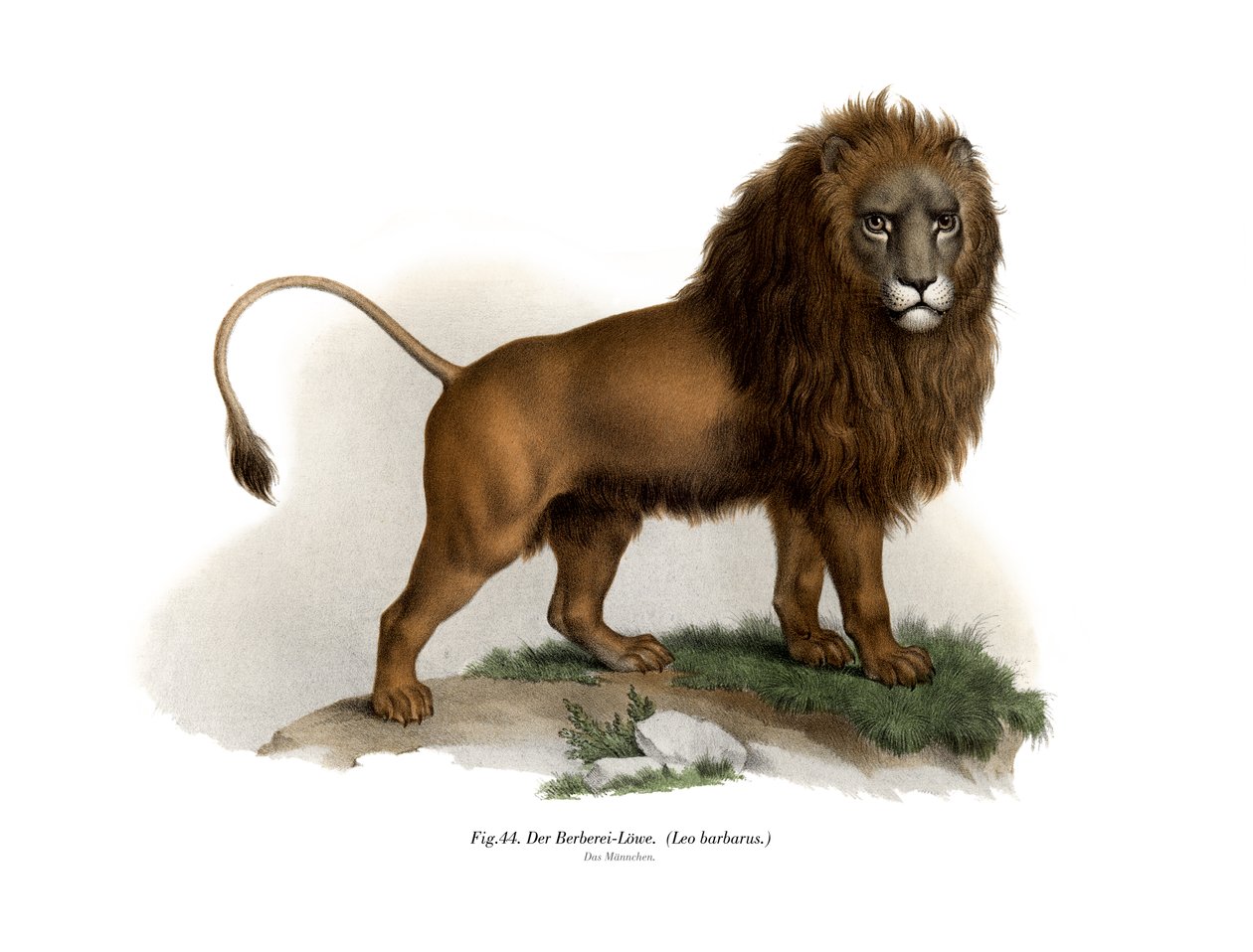 Barbary Lion, 1860 tekijältä German School