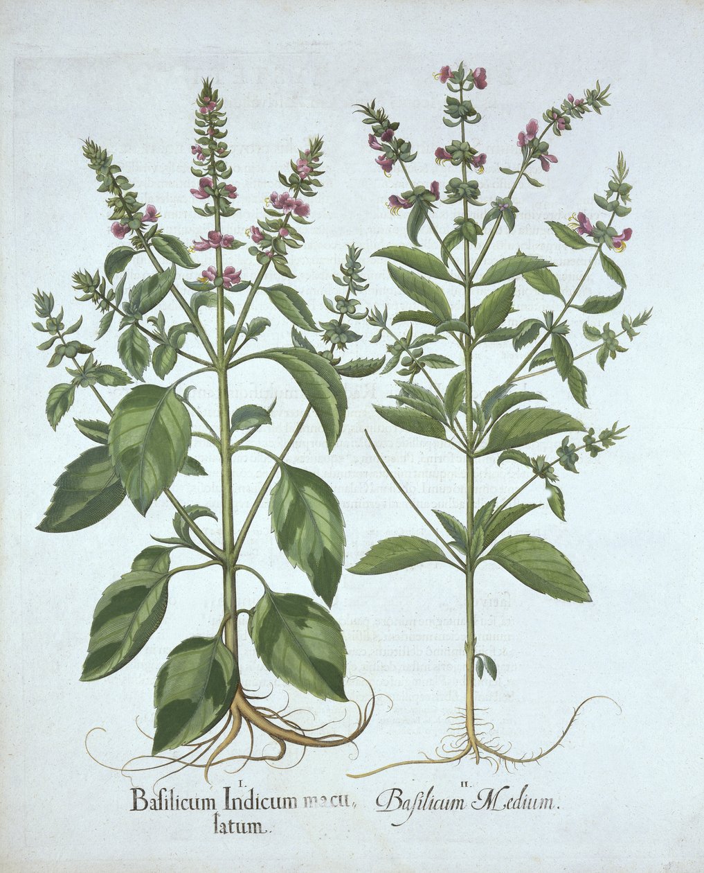 Basilika, Hortus Eystettensis, kirjoittanut Basil Besler (1561-1629), pub. 1613 (käsinvärinen kaiverrus) tekijältä German School