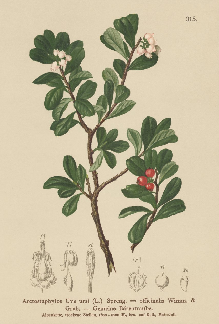 Karhunmarja (Arctostaphylos Uva ursi, Arctostaphylos officinalis) tekijältä German School