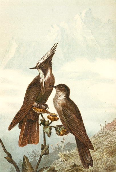 Bearded Helmetcrests, levy "Brehms Tierleben: Allgemeine Kunde des Tierreichs", osa 4, s. 675, julkaisija Bibliographisches Institut tekijältä German School